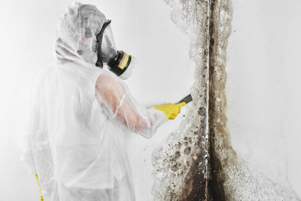Best Mold Removal Company Near Me  in West Liberty, IA