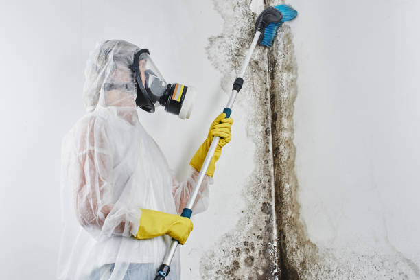 Best Commercial Mold Removal  in West Liberty, IA