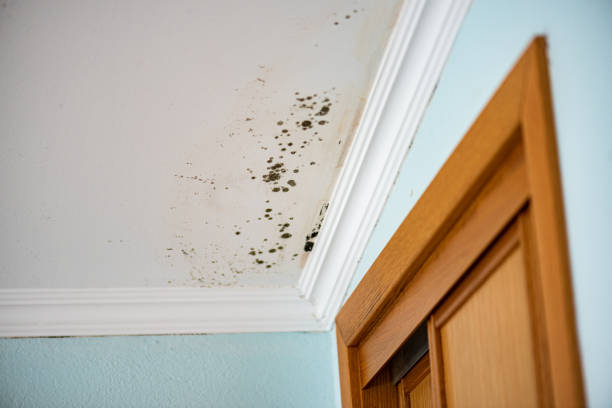 Best Mold Removal Near Me  in West Liberty, IA