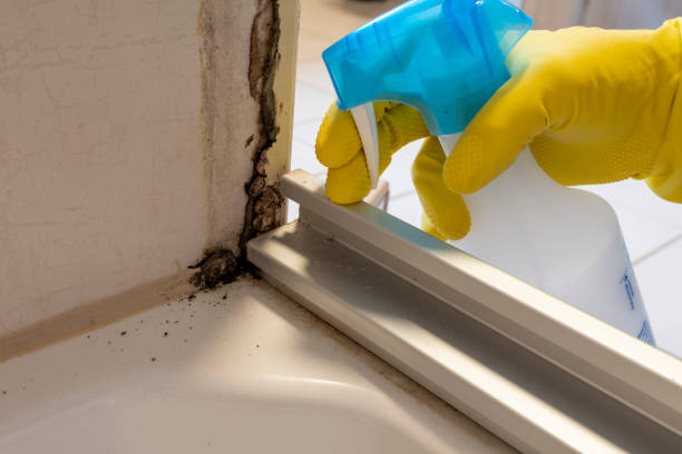 Reliable West Liberty, IA Mold Removal Solutions