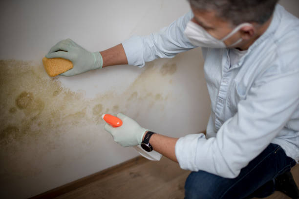 Best Mold Cleaning Services  in West Liberty, IA