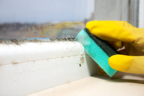Best Toxic Mold Removal  in West Liberty, IA