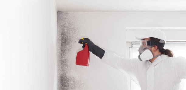 Best Toxic Mold Removal  in West Liberty, IA