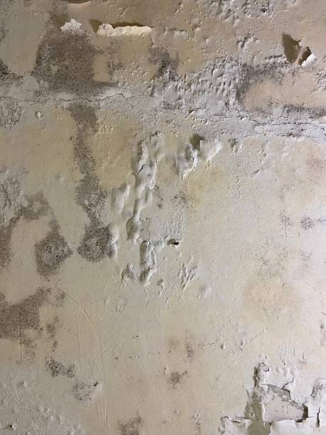 Best Mold Testing  in West Liberty, IA