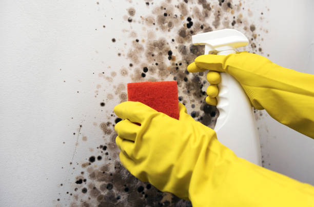 Best Best Mold Removal Companies  in West Liberty, IA