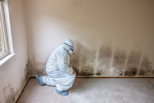 Best Home Mold Removal  in West Liberty, IA