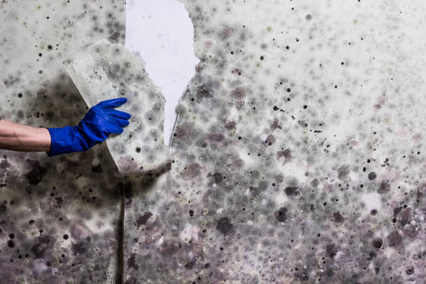 Best Same-Day Mold Removal  in West Liberty, IA