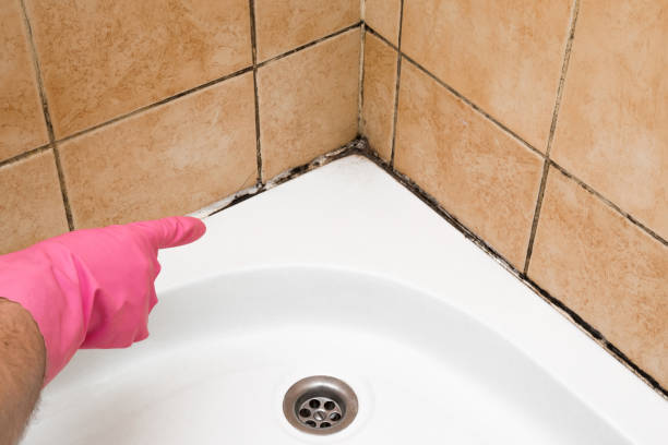 Best Office Mold Removal Services  in West Liberty, IA